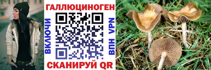 Купить  Куса  Галлюциногенные грибы Psilocybine cubensis 